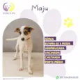 Maju