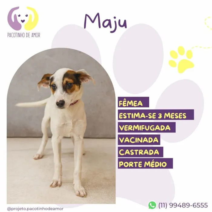 Cachorro ra a SRD-ViraLata idade 2 a 6 meses nome Maju