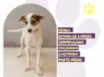 Maju