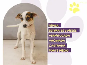 Cachorro raça SRD-ViraLata idade 2 a 6 meses nome Maju