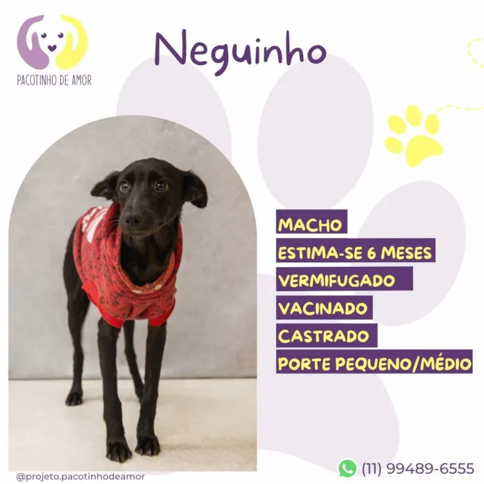 Cachorro ra a SRD-ViraLata idade 2 a 6 meses nome Neguinho