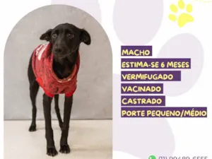 Cachorro raça SRD-ViraLata idade 2 a 6 meses nome Neguinho