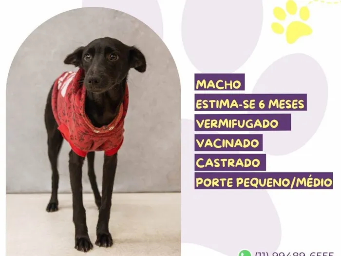 Cachorro ra a SRD-ViraLata idade 2 a 6 meses nome Neguinho