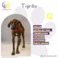 Tigrão 