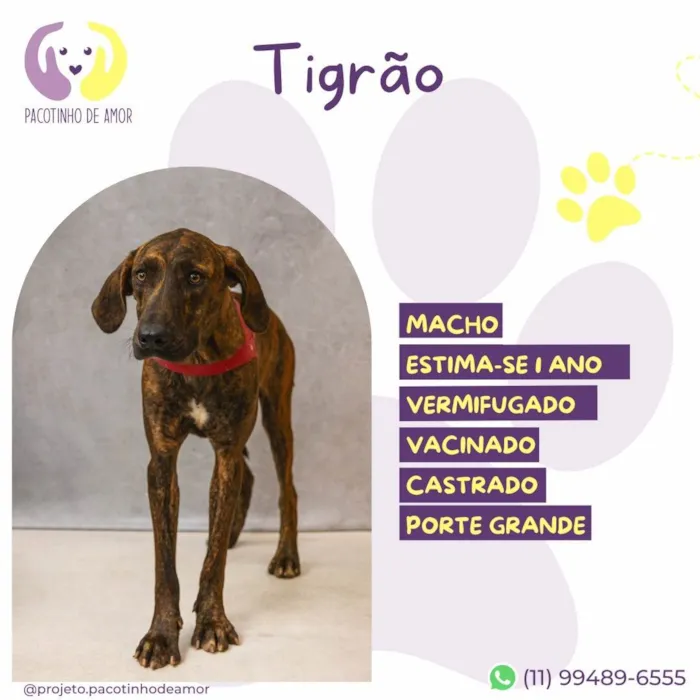 Cachorro ra a SRD-ViraLata idade 1 ano nome Tigrão 