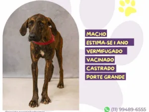 Cachorro raça SRD-ViraLata idade 1 ano nome Tigrão 