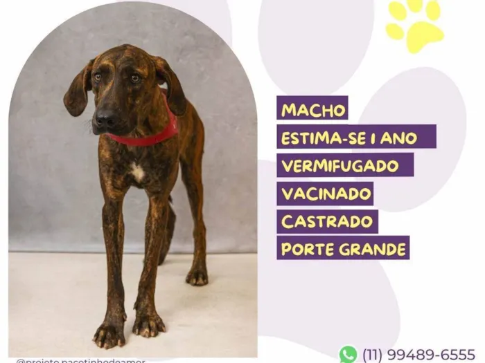 Cachorro ra a SRD-ViraLata idade 1 ano nome Tigrão 
