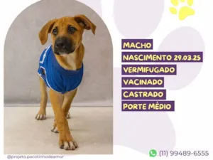 Cachorro raça SRD-ViraLata idade Abaixo de 2 meses nome J J