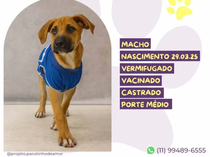 Cachorro ra a SRD-ViraLata idade Abaixo de 2 meses nome J J
