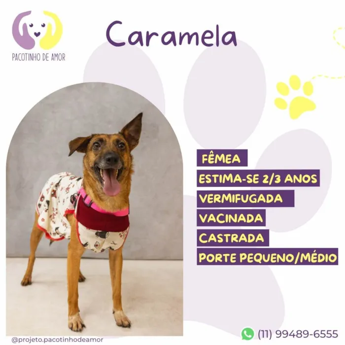 Cachorro ra a SRD-ViraLata idade 2 anos nome Caramela