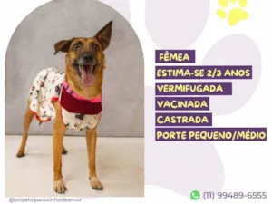 Cachorro raça SRD-ViraLata idade 2 anos nome Caramela