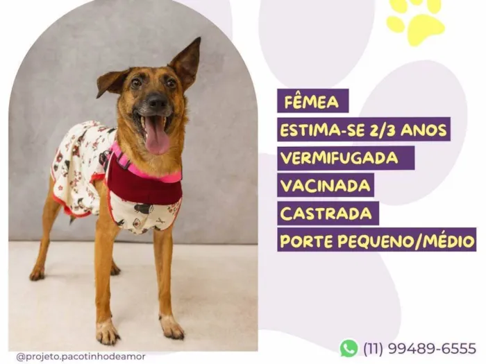 Cachorro ra a SRD-ViraLata idade 2 anos nome Caramela