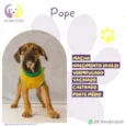 Pope