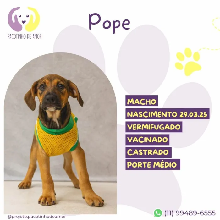 Cachorro ra a SRD-ViraLata idade Abaixo de 2 meses nome Pope