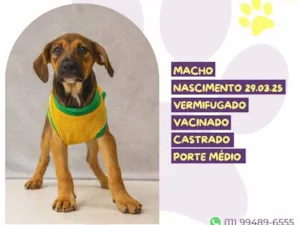 Cachorro raça SRD-ViraLata idade Abaixo de 2 meses nome Pope