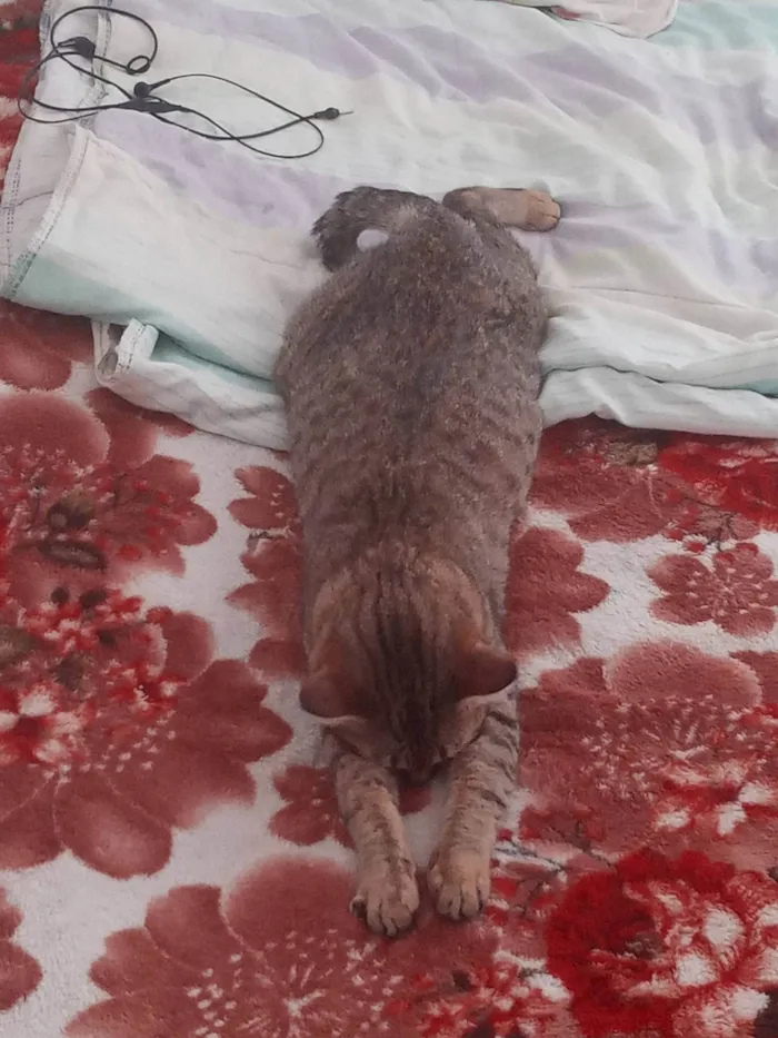 Gato ra a SRD-ViraLata idade 5 anos nome Juma