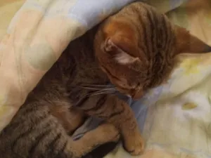 Gato raça SRD-ViraLata idade 5 anos nome Juma