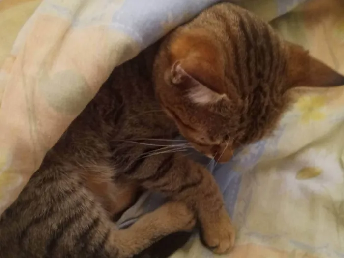 Gato ra a SRD-ViraLata idade 5 anos nome Juma