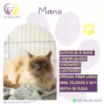 Mano
