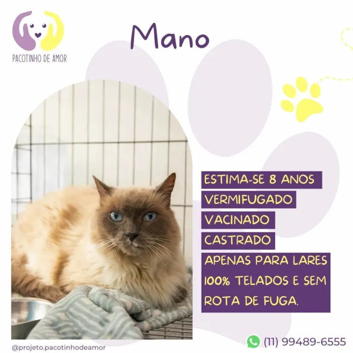 Gato ra a SRD-ViraLata idade 6 ou mais anos nome Mano