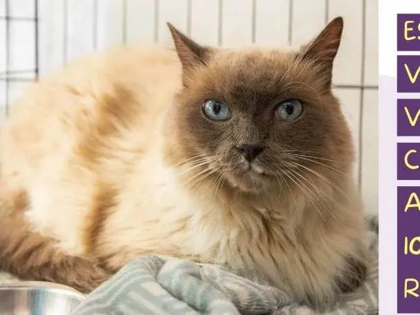 Gato ra a SRD-ViraLata idade 6 ou mais anos nome Mano