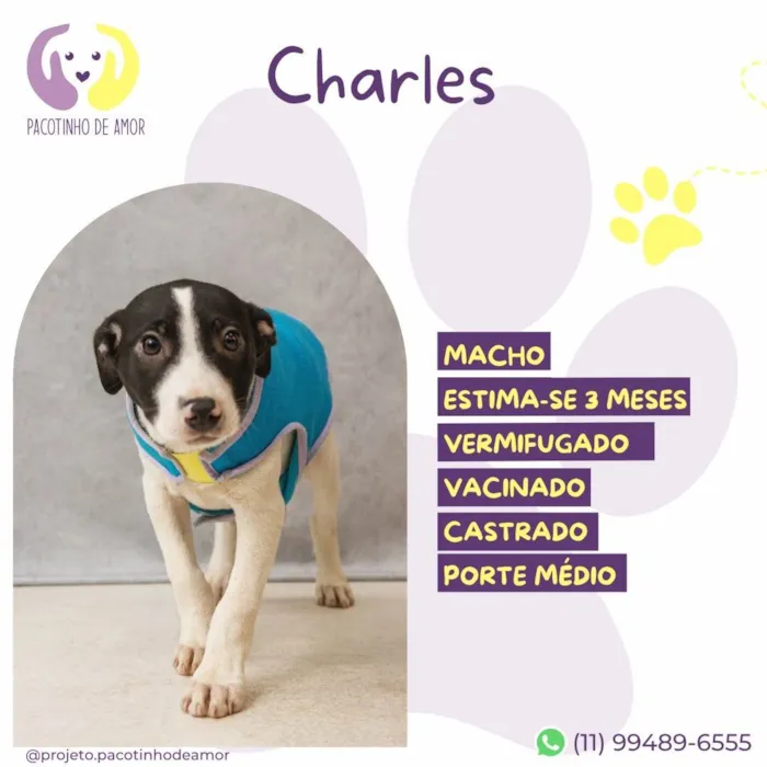 Cachorro ra a SRD-ViraLata idade 2 a 6 meses nome Charles