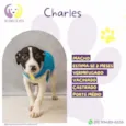 Charles