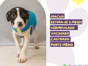 Cachorro raça SRD-ViraLata idade 2 a 6 meses nome Charles