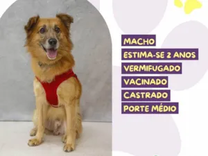 Cachorro raça SRD-ViraLata idade 2 anos nome Marlon