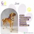 Joe
