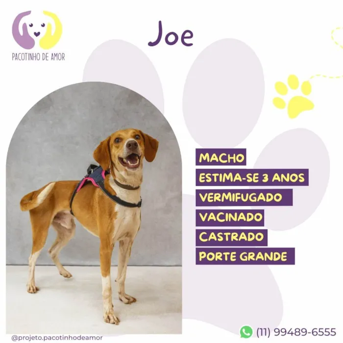 Cachorro ra a SRD-ViraLata idade 3 anos nome Joe