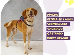 Cachorro raça SRD-ViraLata idade 3 anos nome Joe