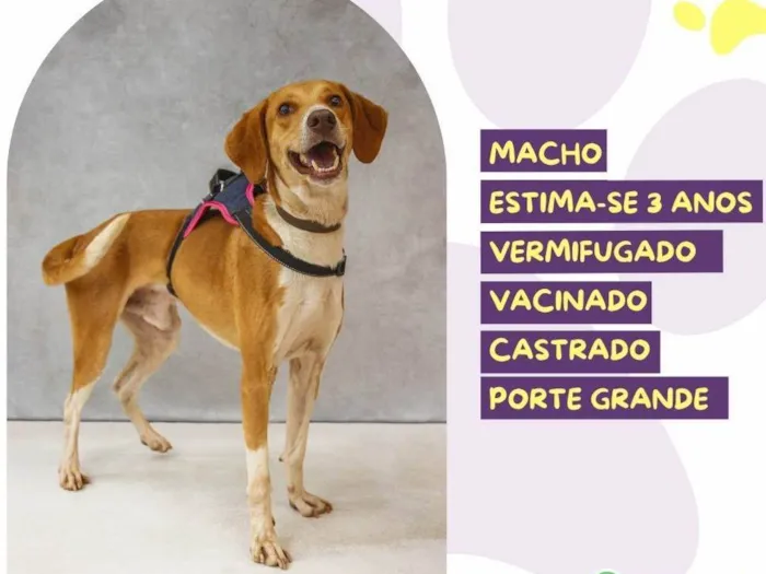 Cachorro ra a SRD-ViraLata idade 3 anos nome Joe