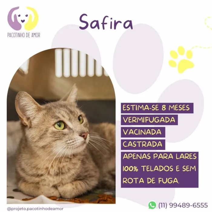Gato ra a SRD-ViraLata idade 7 a 11 meses nome Safira