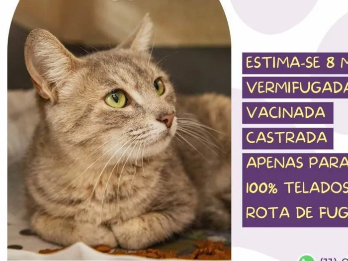 Gato ra a SRD-ViraLata idade 7 a 11 meses nome Safira