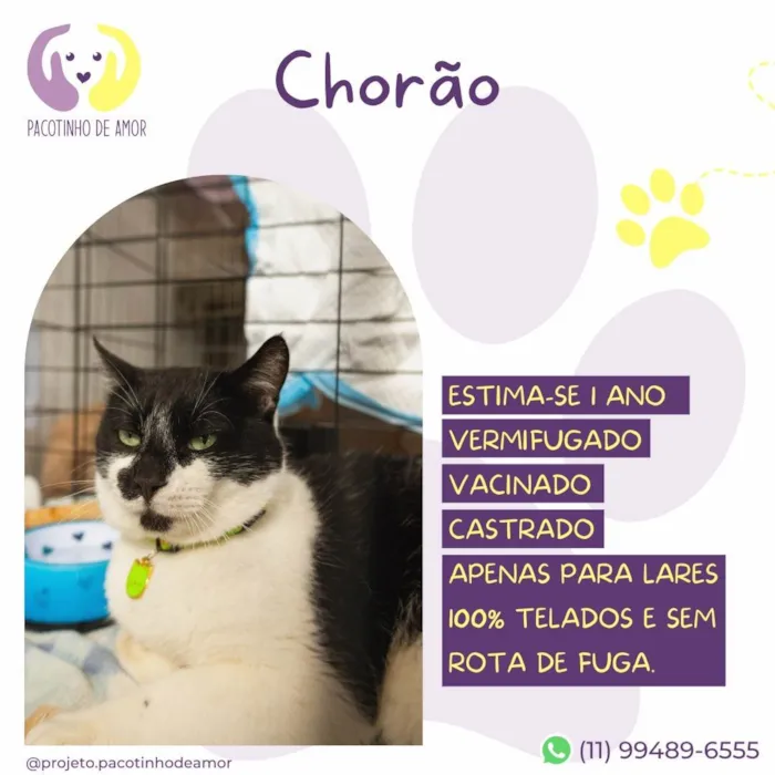 Gato ra a SRD-ViraLata idade 1 ano nome Chorão 