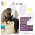 Chorão