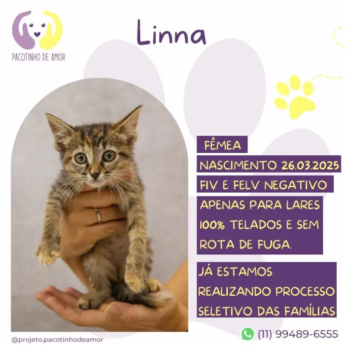 Gato ra a SRD-ViraLata idade Abaixo de 2 meses nome Linna