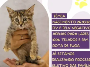 Gato raça SRD-ViraLata idade Abaixo de 2 meses nome Linna