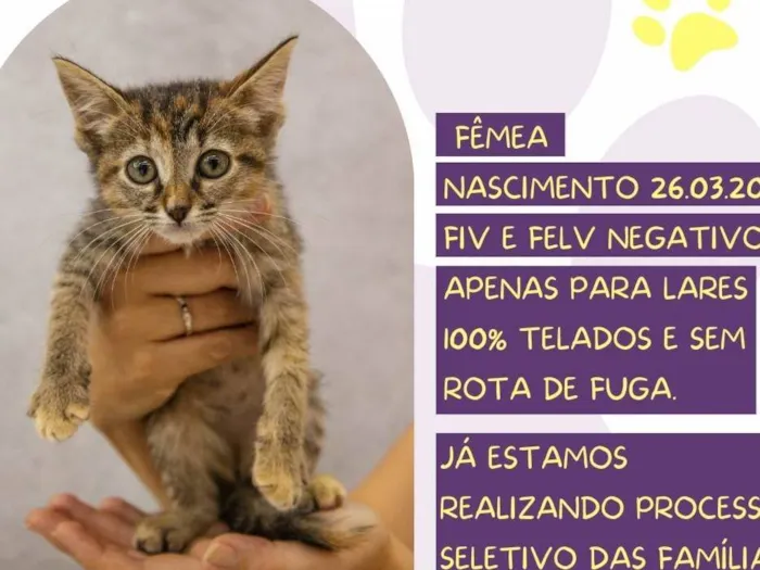 Gato ra a SRD-ViraLata idade Abaixo de 2 meses nome Linna