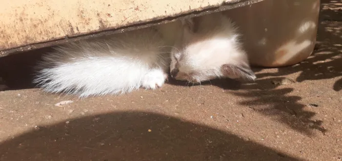 Gato ra a SRD-ViraLata idade 2 a 6 meses nome Eva