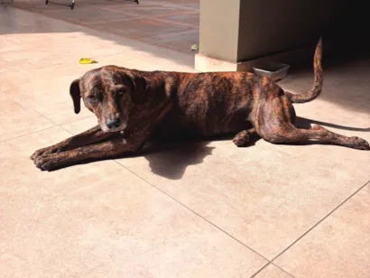 Cachorro raça SRD-ViraLata idade 2 anos nome Saraiva (nome temporario)
