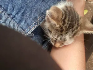 Gato raça SRD-ViraLata idade 2 a 6 meses nome Lupi