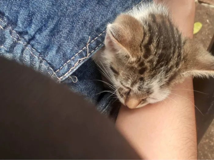 Gato ra a SRD-ViraLata idade 2 a 6 meses nome Lupi