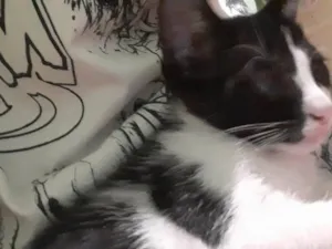 Gato raça SRD-ViraLata idade 2 a 6 meses nome Ourinho