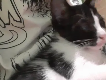 Gato raça SRD-ViraLata idade 2 a 6 meses nome Ourinho