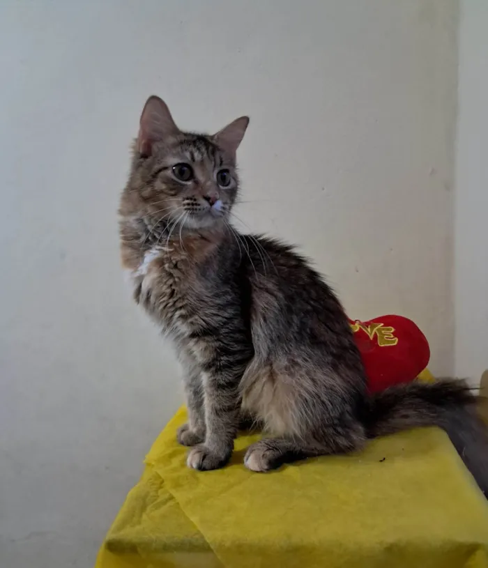 Gato ra a SRD-ViraLata idade 7 a 11 meses nome Liz