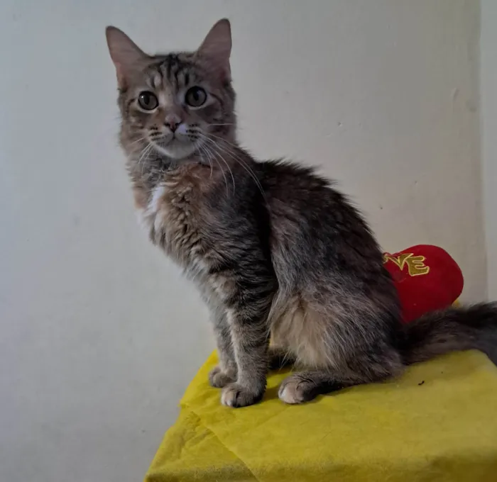 Gato ra a SRD-ViraLata idade 7 a 11 meses nome Liz