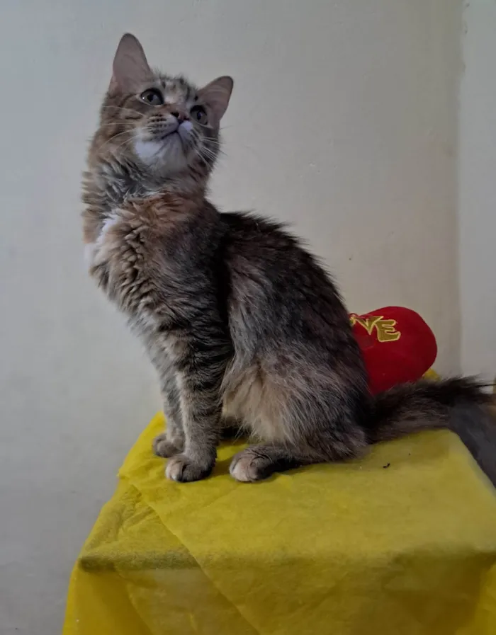 Gato ra a SRD-ViraLata idade 7 a 11 meses nome Liz