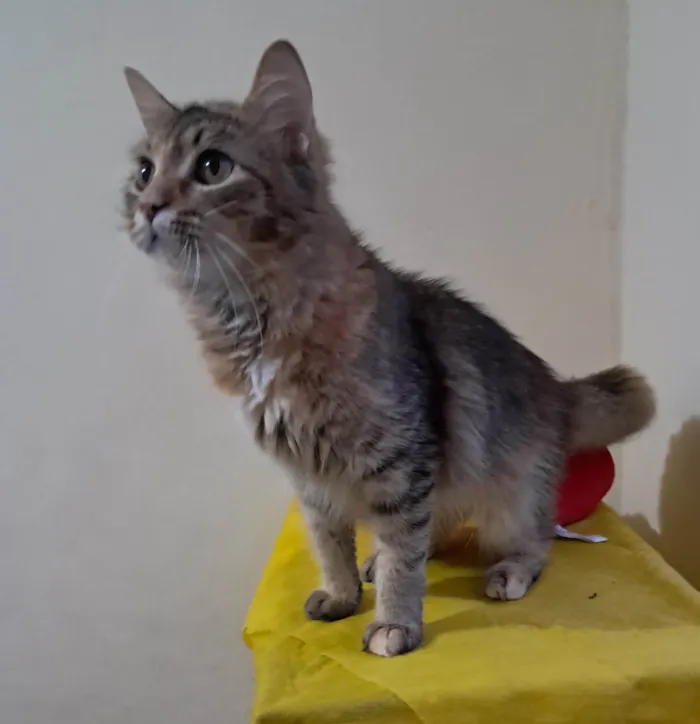 Gato ra a SRD-ViraLata idade 7 a 11 meses nome Liz